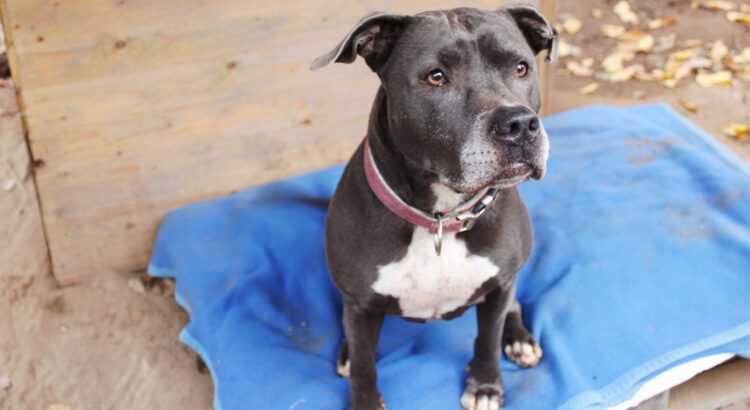 American Staffordshire Terrier-Mix Bonnie