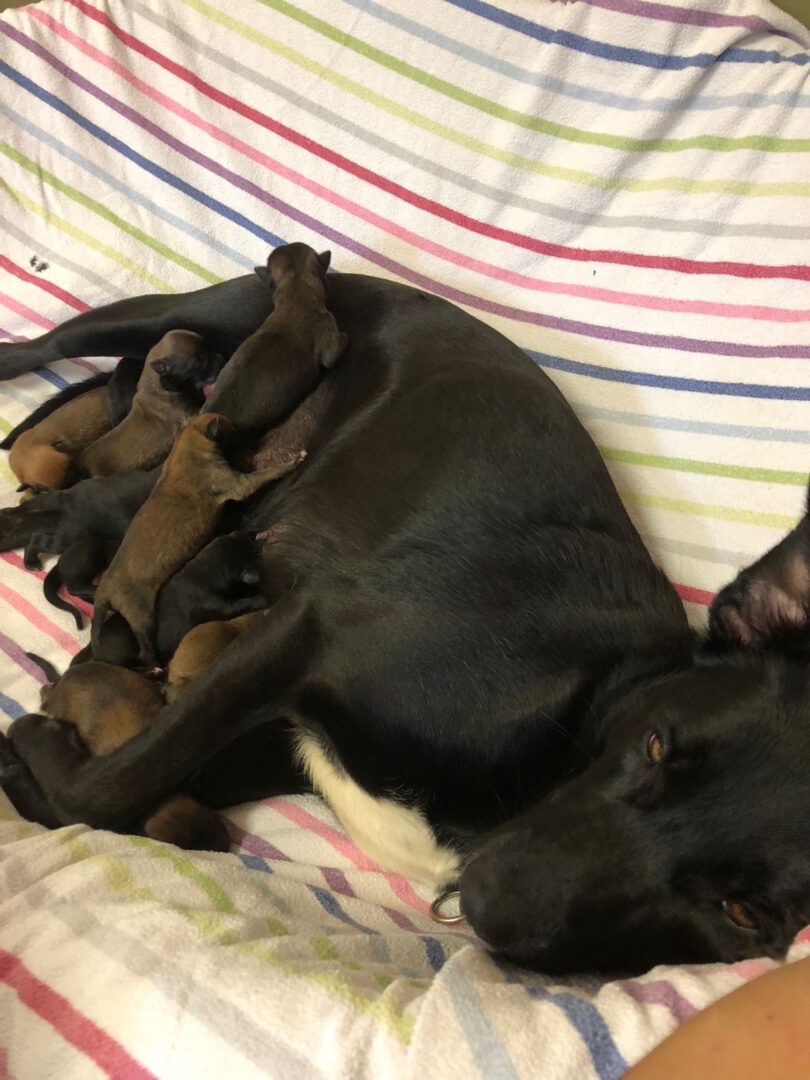 Welpen - Podenco Canario - Bild 3