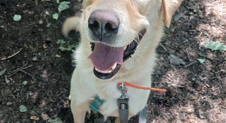 Labrador Retriever-Mix Marley