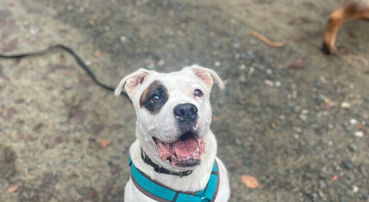 Englische Bulldogge Emma